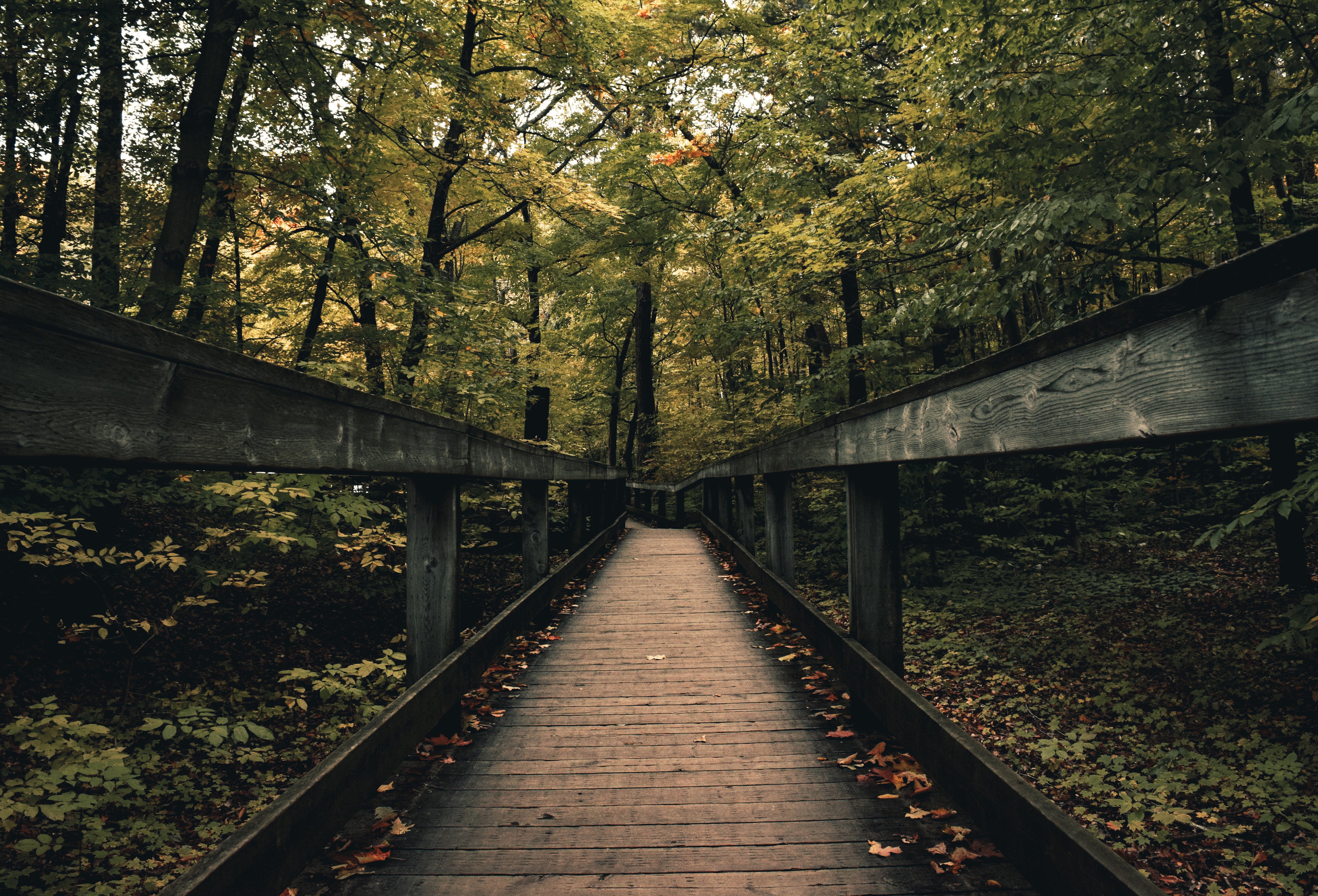 walking through a wooden boardwalk surrounded by forest